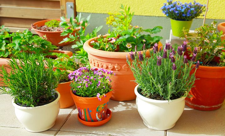 Il balcone in autunno: come circondarsi di fiori anche con i primi freddi