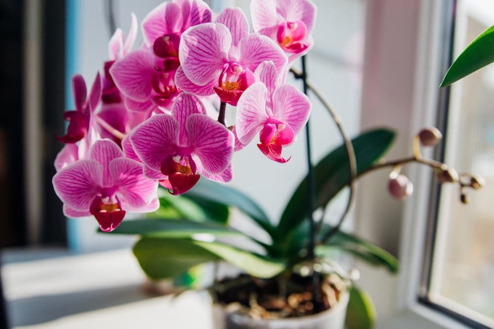 Orchidee in casa: coltivazione, irrigazione, cura