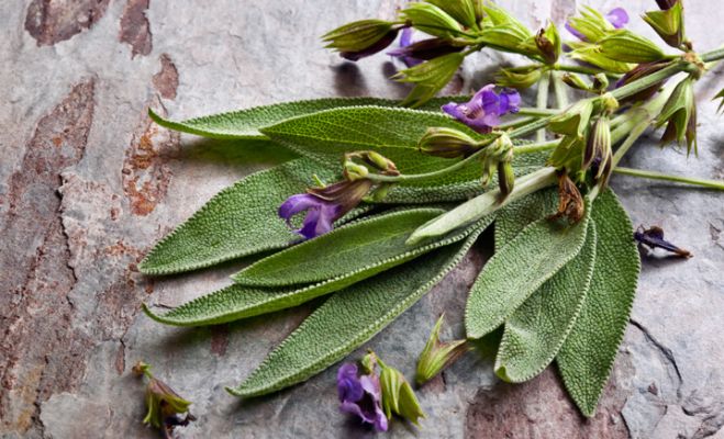 Tutti i benefici della salvia per la tua salute