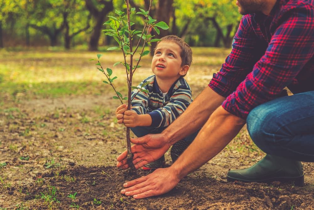 Piantare alberi per il bene della natura: come e quando piantare alberi da frutto in giardino