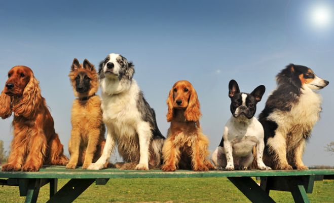 Cosa fare con un cane adottato in canile