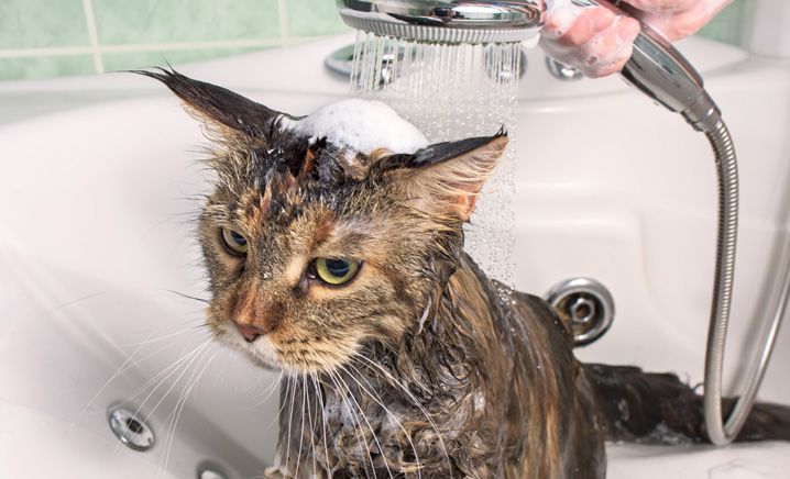 Come fare il bagnetto al gatto