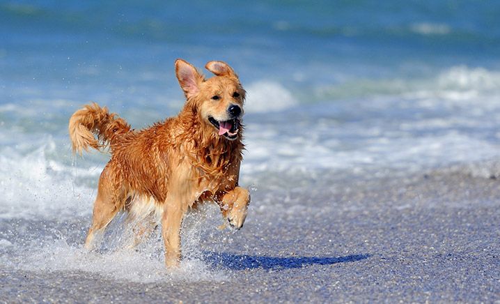 Come vivere e quali regole seguire in vacanza con i nostri pet