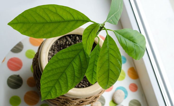 Come coltivare un avocado in casa