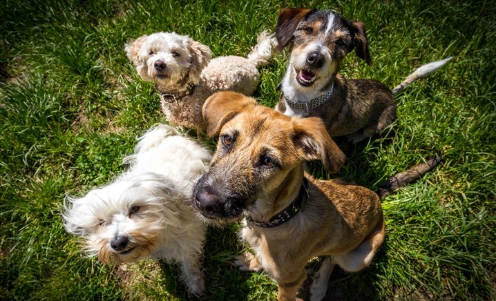 Siete pronti per avere un cane?