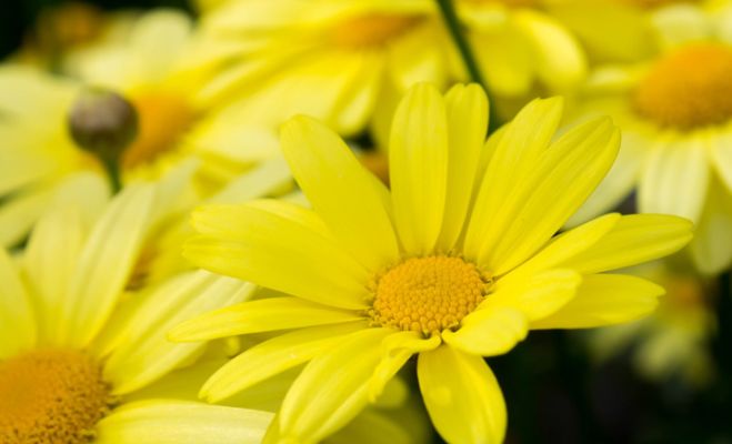 I benefici dell’Arnica