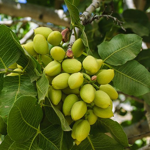 Un’origine antica e misteriosa per il dolce più famoso