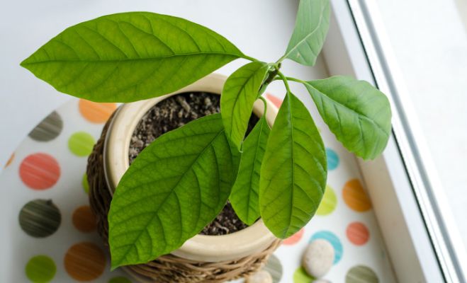 Come coltivare un avocado in casa