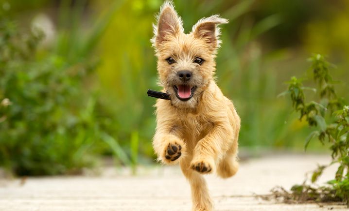 Curare il bimbo con l’agognato cucciolo