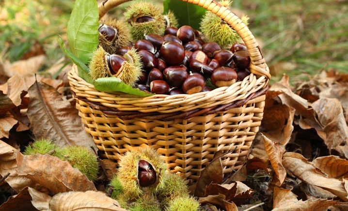 Tutte le proprietà delle castagne