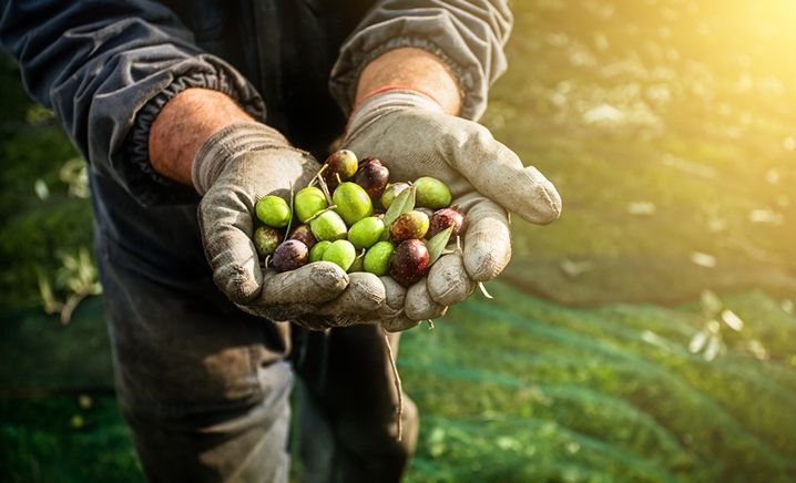 UN’OLIVA, MILLE SFUMATURE DI GUSTO