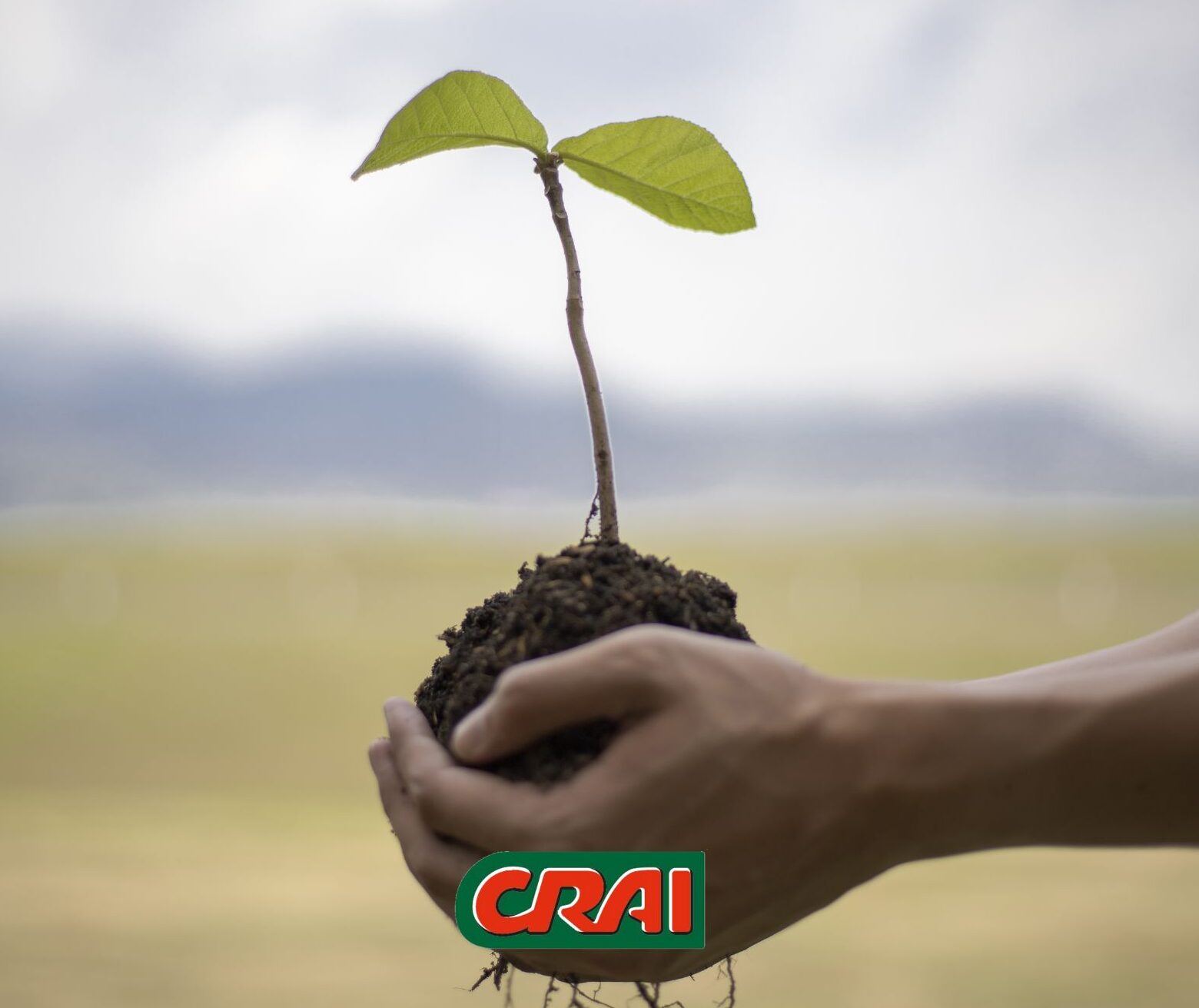 400 nuovi alberi a Pordenone con il progetto di CSR di CRAI